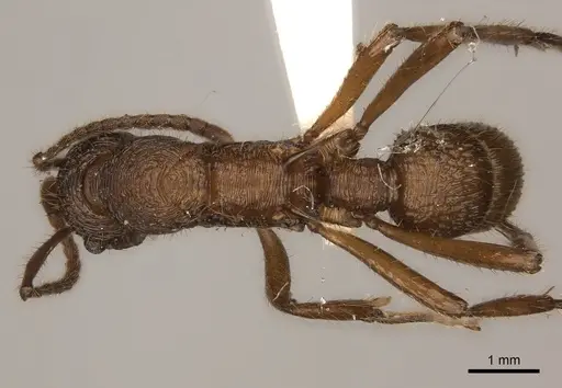 Poneracantha bispinosa specimen CASENT0217483 image casent0217483_1