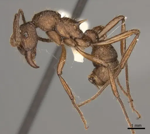 Poneracantha bispinosa specimen CASENT0217483 image casent0217483_3