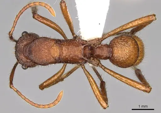 Poneracantha bispinosa specimen CASENT0281520 image casent0281520_1
