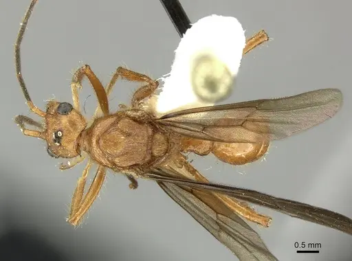 Poneracantha bispinosa specimen INBIOCRI001237308 image inbiocri001237308_1