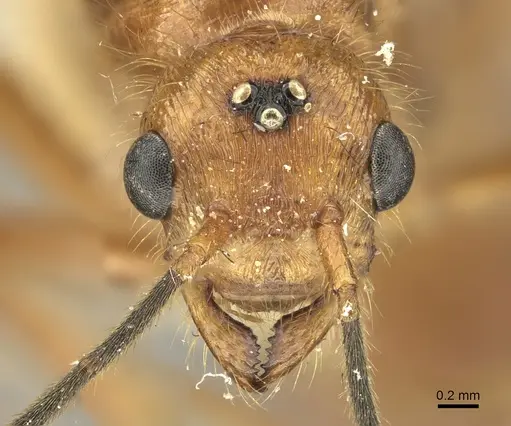 Poneracantha bispinosa specimen INBIOCRI001237308 image inbiocri001237308_2