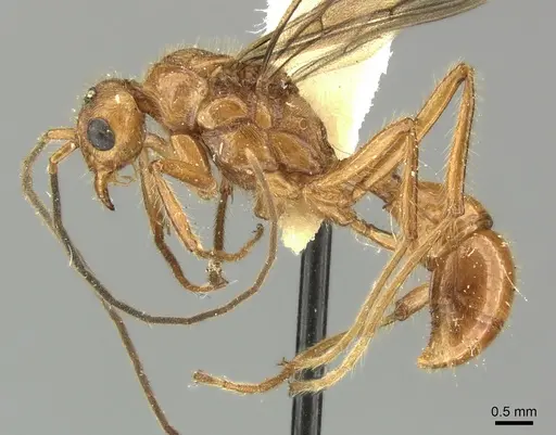 Poneracantha bispinosa specimen INBIOCRI001237308 image inbiocri001237308_3