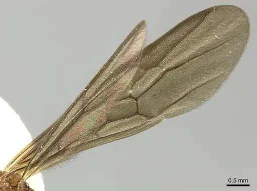 Poneracantha bispinosa specimen INBIOCRI001237308 image inbiocri001237308_4