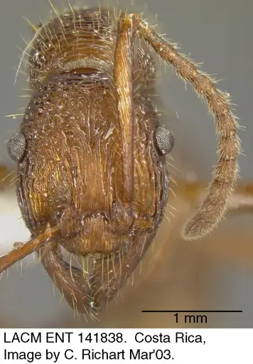Poneracantha bispinosa specimen LACMENT141838 image lacment141838_1