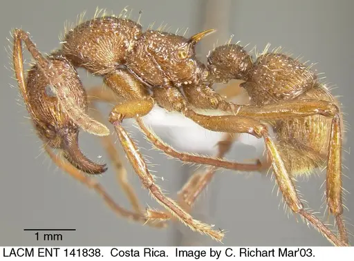 Poneracantha bispinosa specimen LACMENT141838 image lacment141838_2