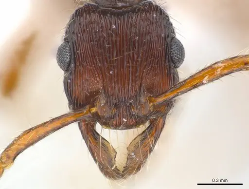 Poneracantha cuneiforma specimen CASENT0179972 image casent0179972_2