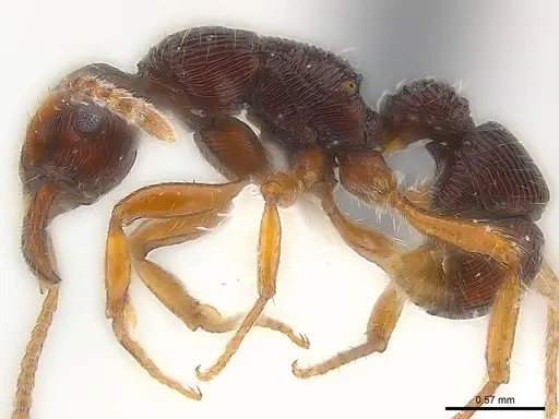 Poneracantha cuneiforma specimen CASENT0179972 image casent0179972_4