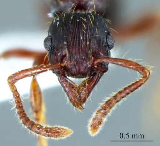 Poneracantha ingeborgae specimen ANTWEB1041417 image antweb1041417_1