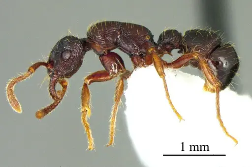 Poneracantha ingeborgae specimen ANTWEB1041417 image antweb1041417_2