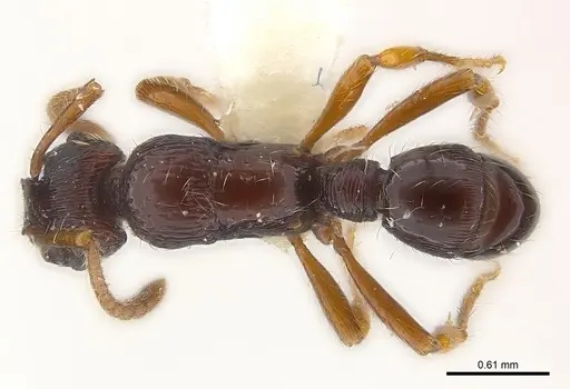 Poneracantha ingeborgae specimen CASENT0179967 image casent0179967_1