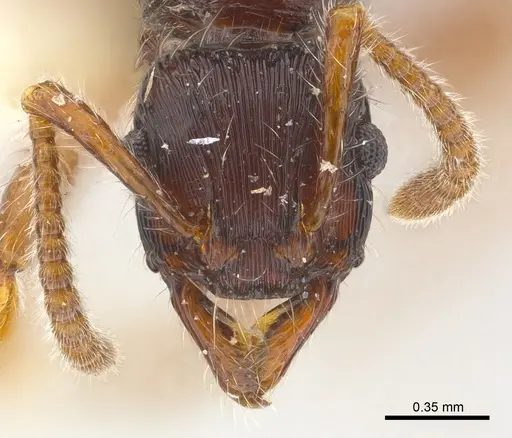 Poneracantha ingeborgae specimen CASENT0179967 image casent0179967_3