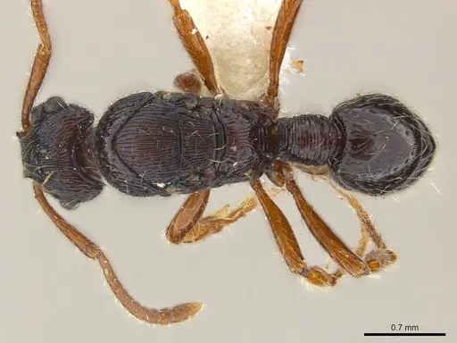 Poneracantha ingeborgae specimen CASENT0179968 image casent0179968_2