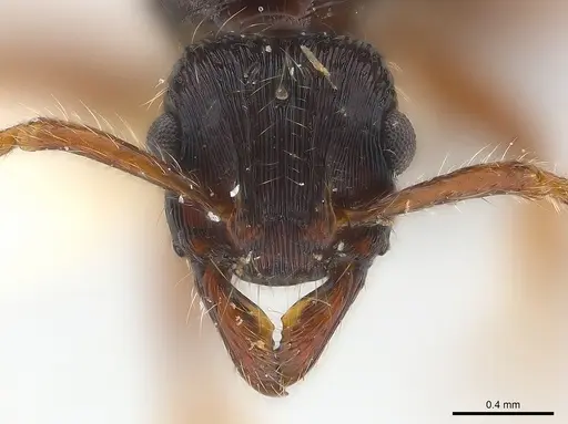 Poneracantha ingeborgae specimen CASENT0179968 image casent0179968_3