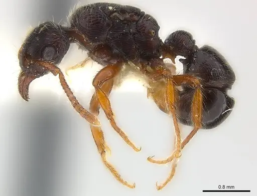 Poneracantha ingeborgae specimen CASENT0179968 image casent0179968_4