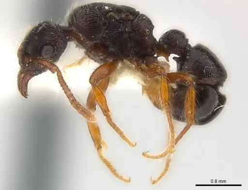 Poneracantha ingeborgae specimen CASENT0179968 image casent0179968_5