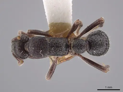 Poneracantha insularis specimen LACMENT683034 image lacment683034_1