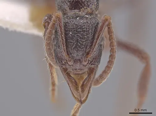 Poneracantha insularis specimen LACMENT683034 image lacment683034_2