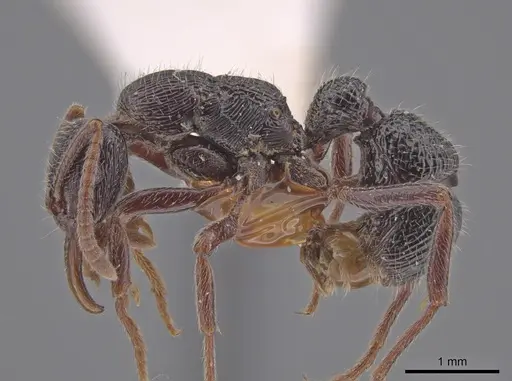 Poneracantha insularis specimen LACMENT683034 image lacment683034_3