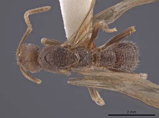 Poneracantha insularis specimen LACMENT683035 image lacment683035_1