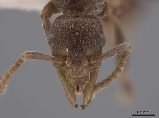 Poneracantha insularis specimen LACMENT683035 image lacment683035_2