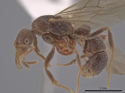 Poneracantha insularis specimen LACMENT683035 image lacment683035_3