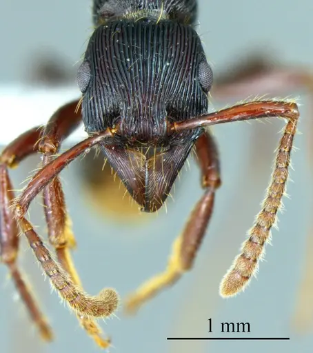 Poneracantha lanei specimen ANTWEB1041414 image antweb1041414_1