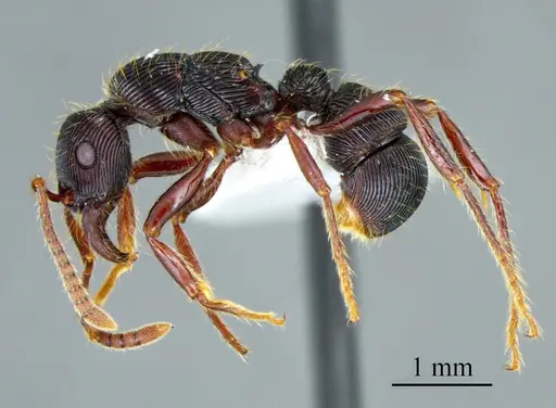 Poneracantha lanei specimen ANTWEB1041414 image antweb1041414_2