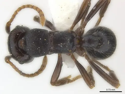 Poneracantha lineolata specimen CASENT0179965 image casent0179965_1