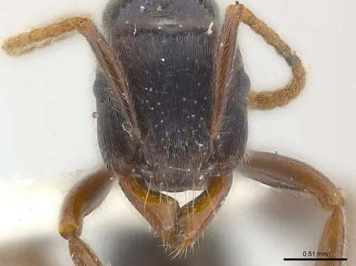Poneracantha lineolata specimen CASENT0179965 image casent0179965_2