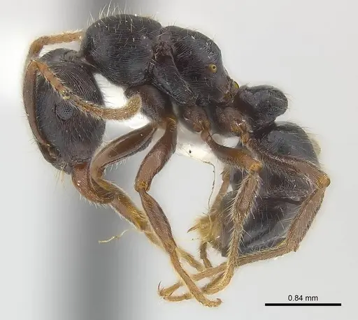 Poneracantha lineolata specimen CASENT0179965 image casent0179965_3