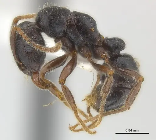 Poneracantha lineolata specimen CASENT0179965 image casent0179965_4