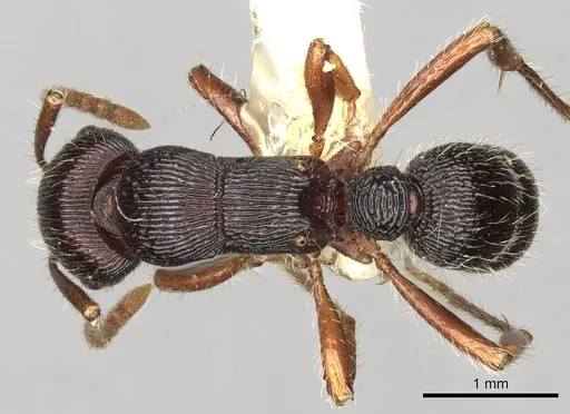 Poneracantha mediatrix specimen CASENT0281839 image casent0281839_1