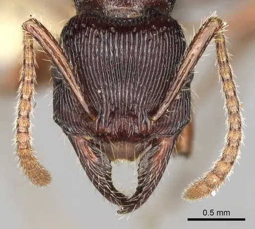 Poneracantha mediatrix specimen CASENT0281839 image casent0281839_2