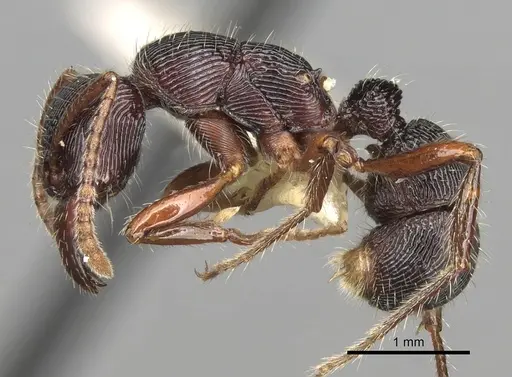 Poneracantha mediatrix specimen CASENT0281839 image casent0281839_3