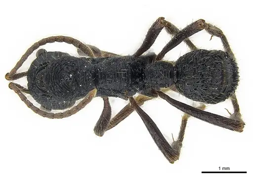 Poneracantha perspicax specimen CASENT0179961 image casent0179961_1
