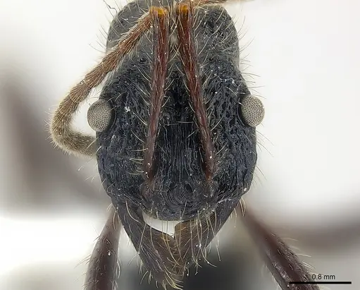 Poneracantha perspicax specimen CASENT0179961 image casent0179961_2