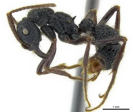 Poneracantha perspicax specimen CASENT0179961 image casent0179961_3