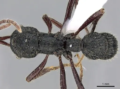 Poneracantha perspicax specimen CASENT0281217 image casent0281217_1