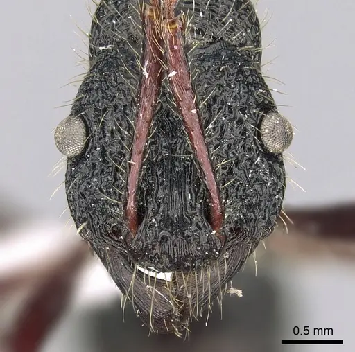Poneracantha perspicax specimen CASENT0281217 image casent0281217_2