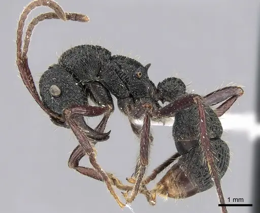 Poneracantha perspicax specimen CASENT0281217 image casent0281217_3