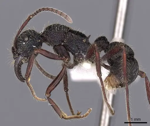 Poneracantha perspicax specimen CASENT0900546 image casent0900546_3
