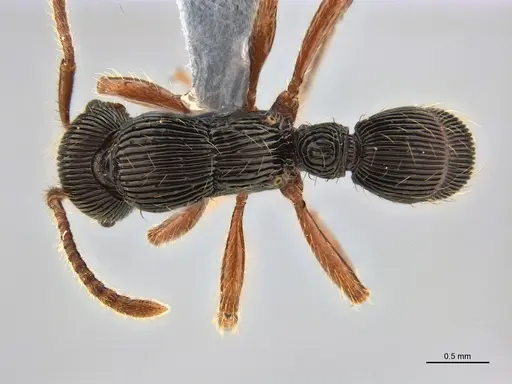 Poneracantha rastrata specimen ANTWEB1047614 image antweb1047614_1