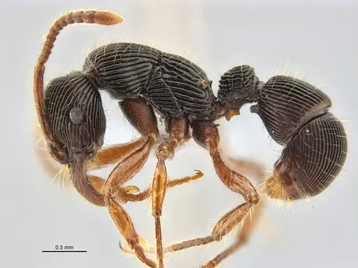 Poneracantha rastrata specimen ANTWEB1047614 image antweb1047614_4