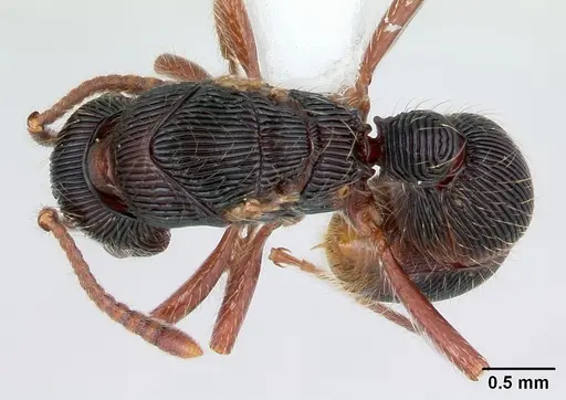 Poneracantha rastrata specimen CASENT0173385 image casent0173385_1