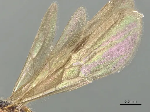 Poneracantha rastrata specimen CASENT0903844 image casent0903844_4