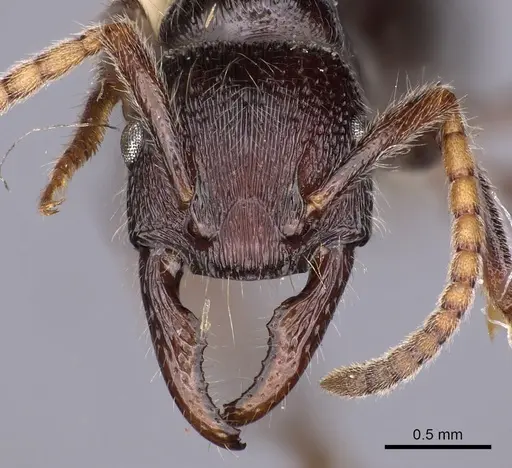 Poneracantha semiferox specimen CASENT0900545 image casent0900545_2