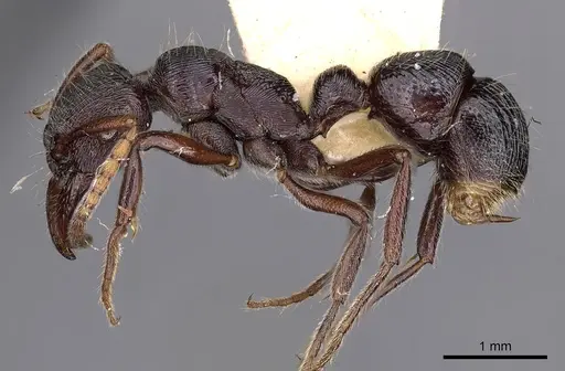 Poneracantha semiferox specimen CASENT0900545 image casent0900545_3
