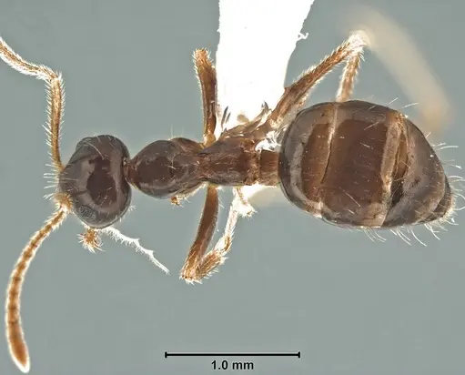 Prenolepis angularis specimen USNMENT00755068 image usnment00755068_1