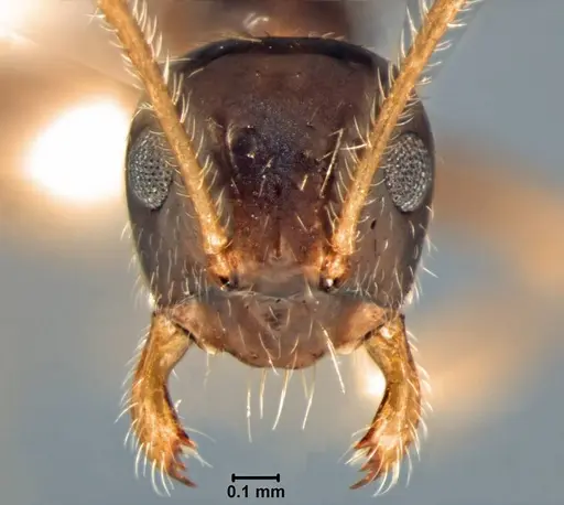 Prenolepis angularis specimen USNMENT00755068 image usnment00755068_2