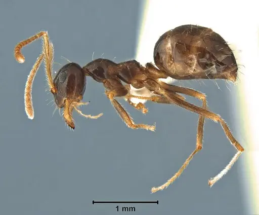 Prenolepis angularis specimen USNMENT00755068 image usnment00755068_3